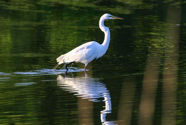Birding - Baytown