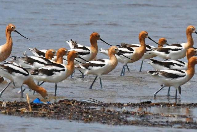 Beaumont Birds - Bolivar Flats