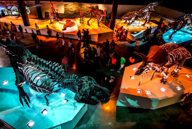 Museum of Natural Science Dinosaur Exhibit floor