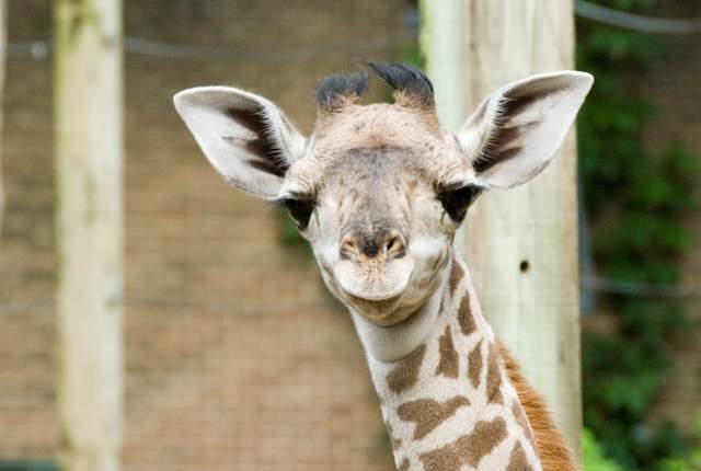 houston zoo giraffe 