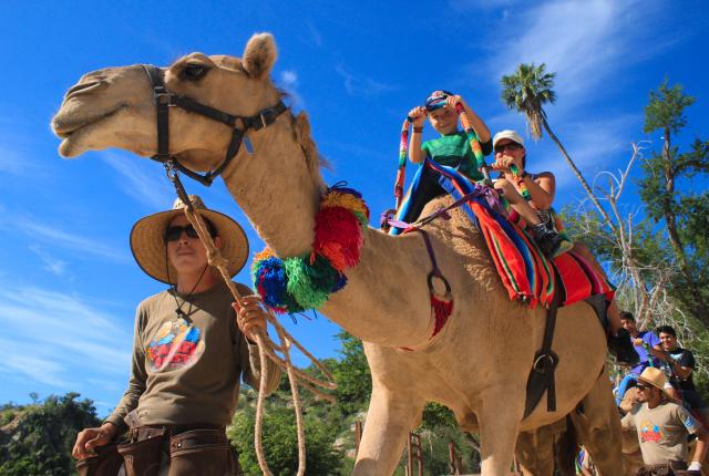 camel ride tours