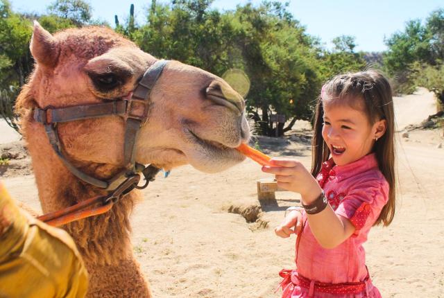camels with kids