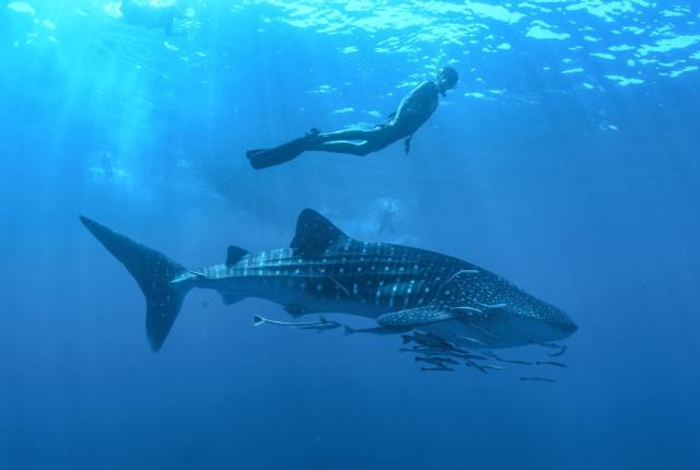 whaleshark