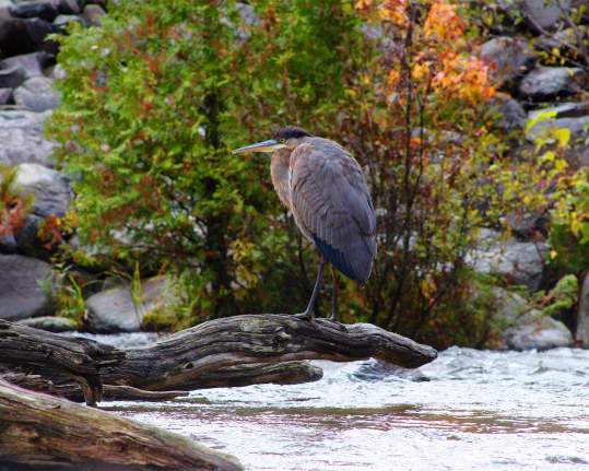 Bird Watching in Greenville, Maine
