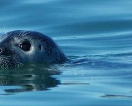 Harbor seal