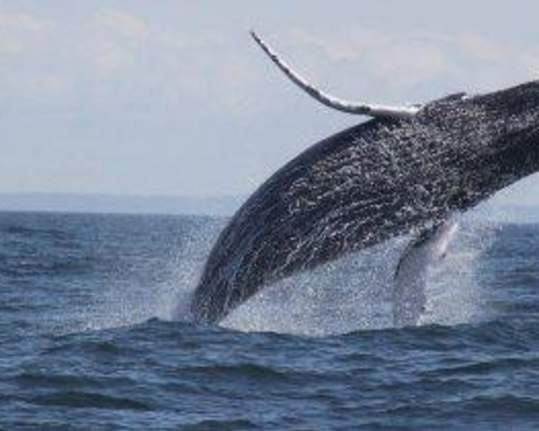 Humpback whale