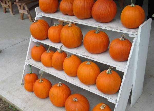 Your Guide To Pumpkins & Pumpkin Patches In York County
