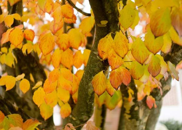 Check out these stunning York County fall foliage spots