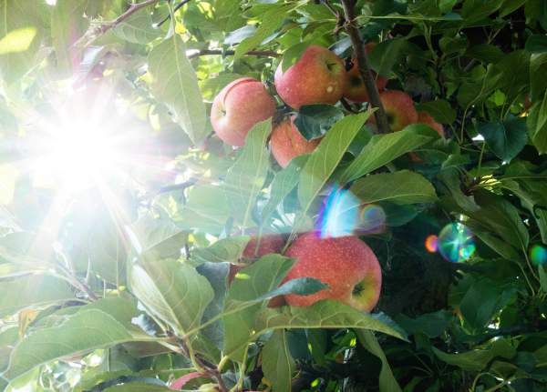 Pick Your Own Apples in York