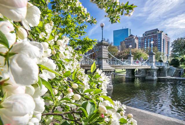 Spring Blooms in Boston
