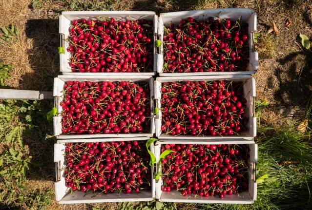 Boxes of Cherries