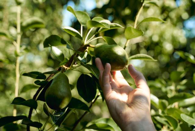 Fruits of the Land: Sustainability & Agritourism