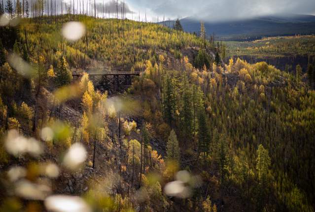 Larch Madness in Kelowna