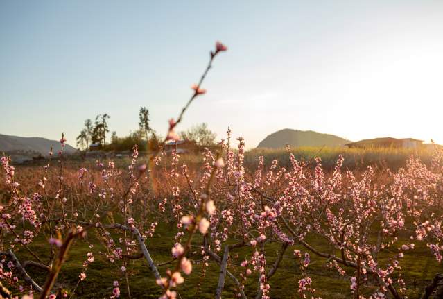 Orchard_of_Pink_Blossoms_at_Sunset_with_Hills_in_the_Background