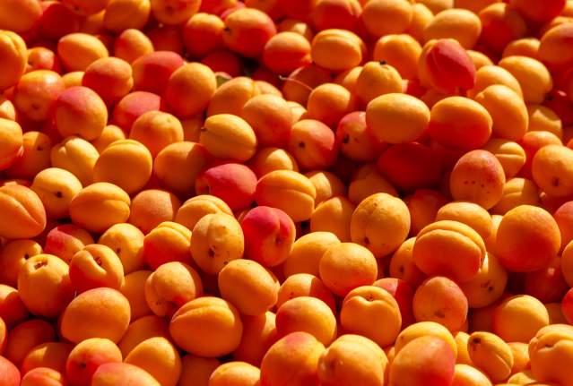 Freshly Picked Apricots at Farm Market