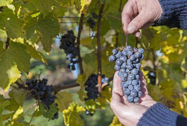 Grape Harvest Season is a Celebration of Wine in Kelowna