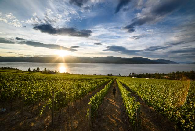 CedarCreek Winery Vineyard