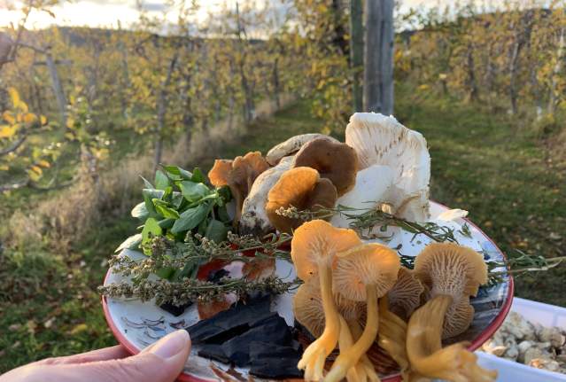 Sustainable Gathering: Foraging