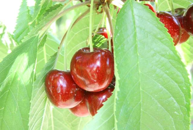 Cherry Season in Kelowna: Where to Buy and Pick Cherries