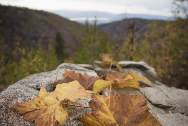 Golden Larches at Myra Canyon