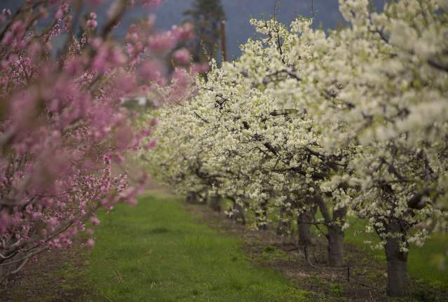 Kelowna in 'Sweet Spot' for Orchard Blossoms
