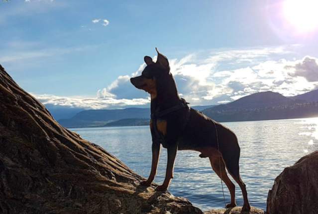Visiting Kelowna with a Dog