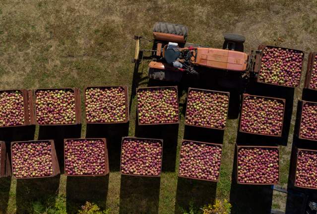 Apples are a Cornerstone of Kelowna's Agricultural Roots
