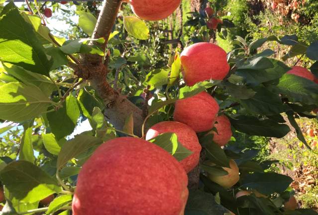 Save the Date: Okanagan Craft Cider Festival