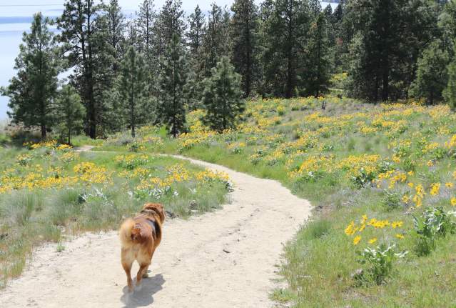Dog Friendly Wineries in Kelowna