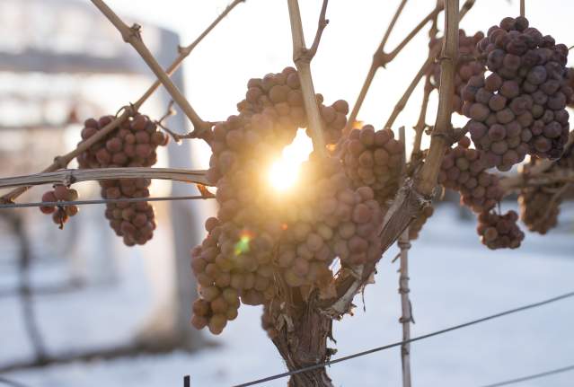 Icewine Grapes at Grizzli