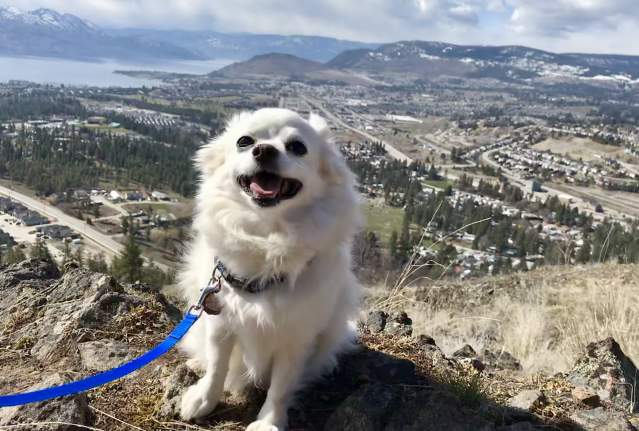 Dog Friendly Hike: Mount Boucherie