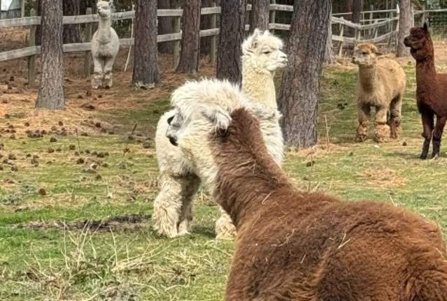 Alpacas & Asanas Outdoor Yoga Event
