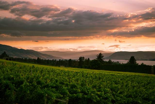 Tantalus Vineyards