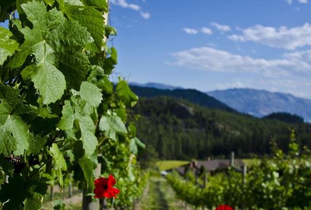 Niche Wine Co