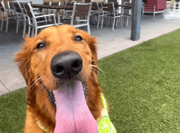 Paws & Patios: Dog-Friendly Patios in Denison, Texas