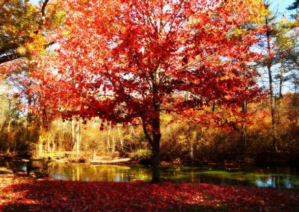 Insider’s Guide to Catching Long Island’s Fall Splendor