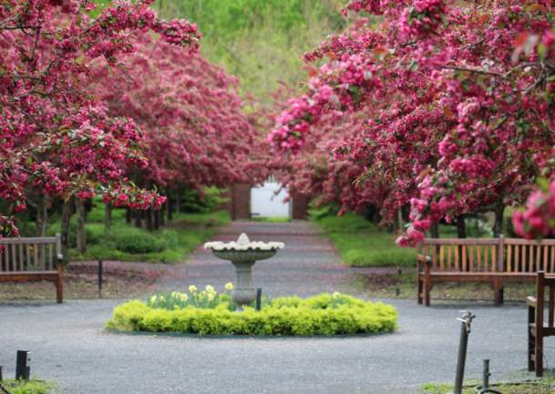The Best Places to See Cherry Blossoms on Long Island this Spring