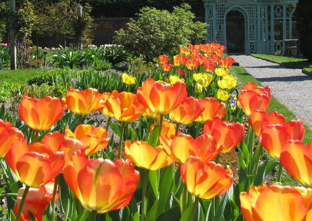 Westbury Gardens - Tulips.jpg