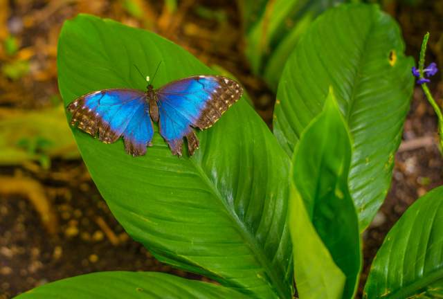 Butterfly Pavilion