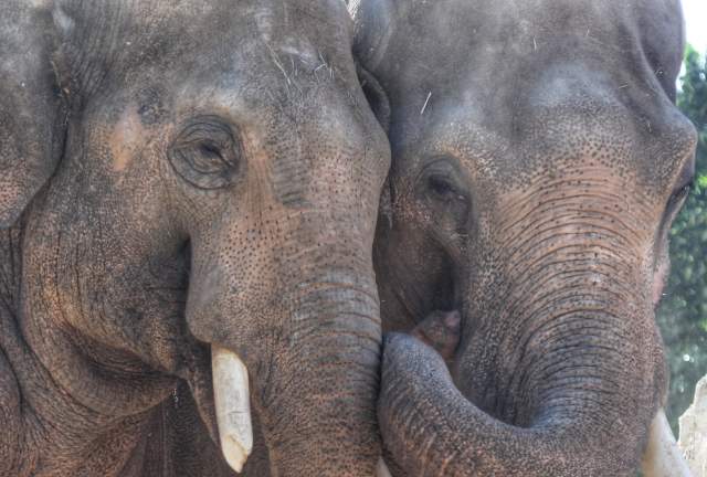 Denver Zoo Conservation Alliance