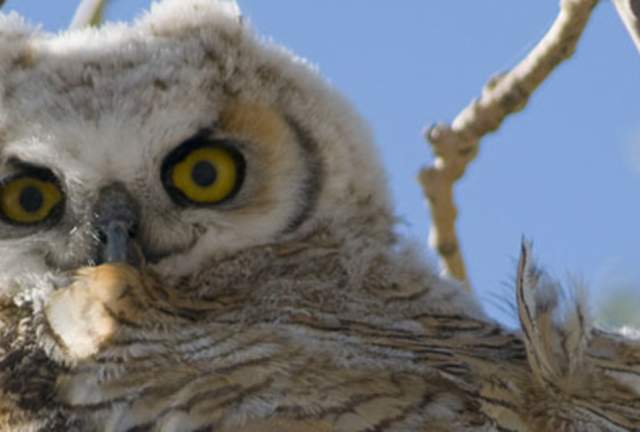 Rocky Mountain Arsenal National Wildlife Refuge