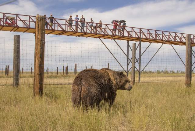 Wild Animal Sanctuary