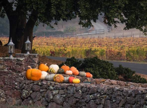 Best Ways to Enjoy Fall in Sonoma Valley