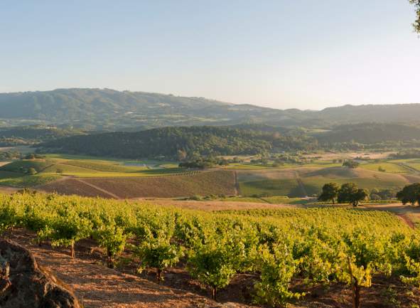 A Sonoma Valley Wine Primer