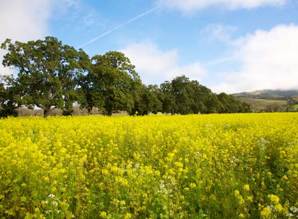 Winter in Sonoma Valley