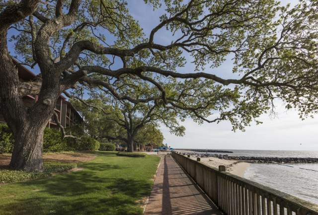 Brick walkway along the beach at the Grand Hotel with a giant oak tree