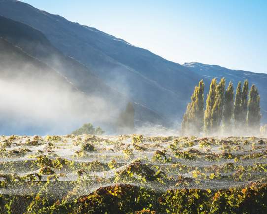 The Bustle of Queenstown's Wine Harvest