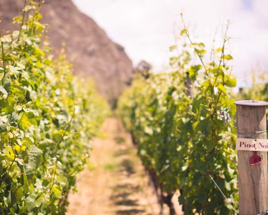 A Bunch of Ways to Tour Queenstown Wineries