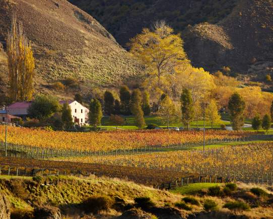 The Story of Queenstown Wine