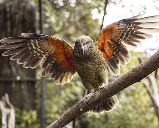 Conservation heroes: Forty years of Kiwi Park Queenstown